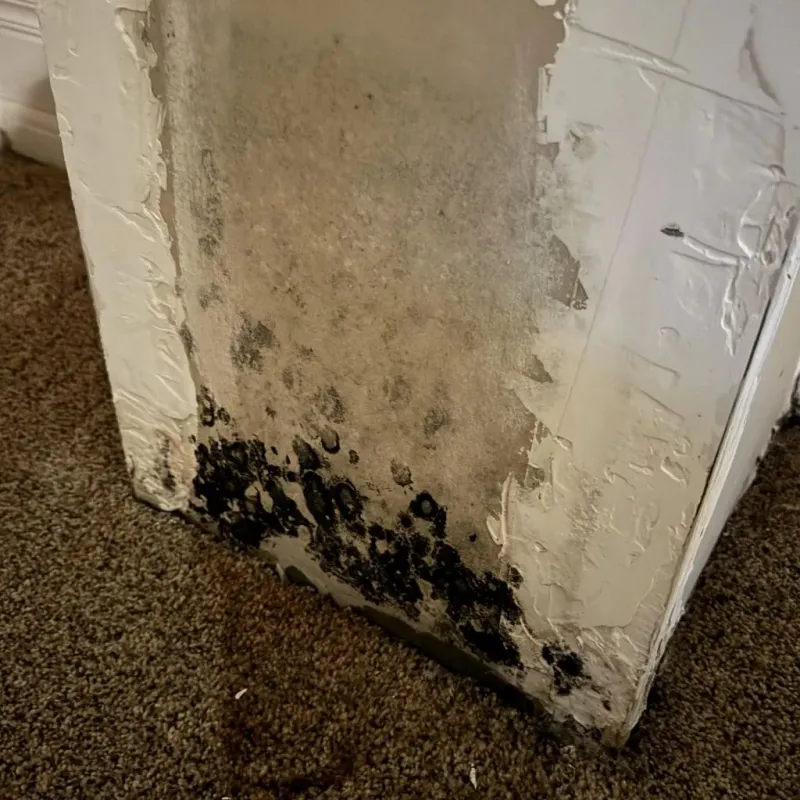 Professional Mold Removal in Bourbon County, KS
